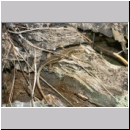 Lacerta agilis - Zauneidechse jung08a Sandgrube Niedringhaussee.jpg